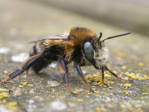 Anthophora retusa
