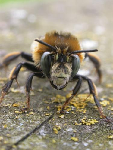 Anthophora retusa