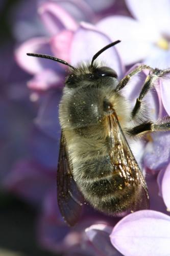 Anthophora plumipes