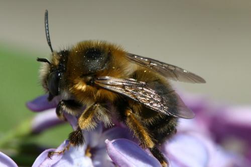 Réf. 17 839 : Anthophora sp.