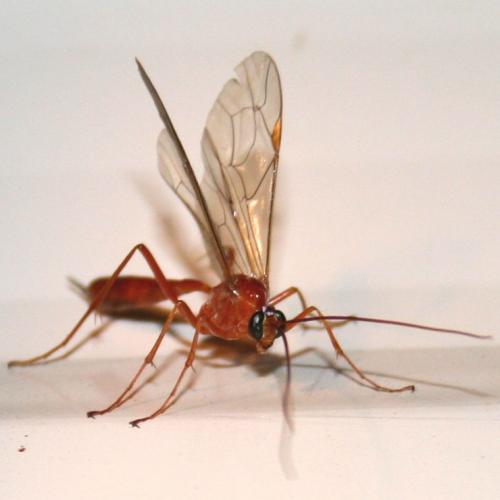 Réf. 17 415 : Netelia sp.