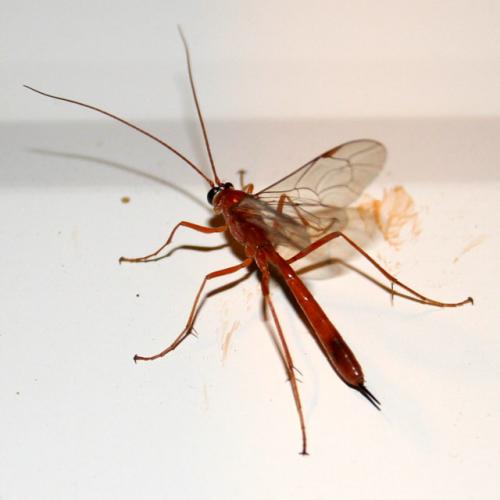 Réf. 17 416 : Netelia sp.
