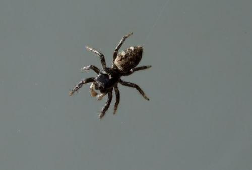 Réf. 17 457 : Salticus scenicus