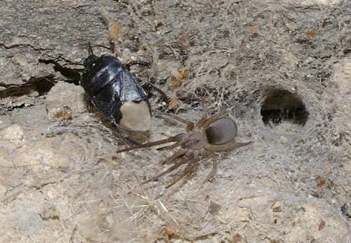 Filistata insidiatrix