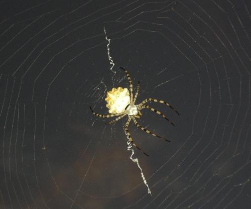 Argiope lobata