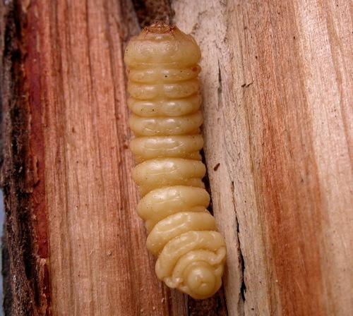 Réf. 17 243 : Aromia moschata