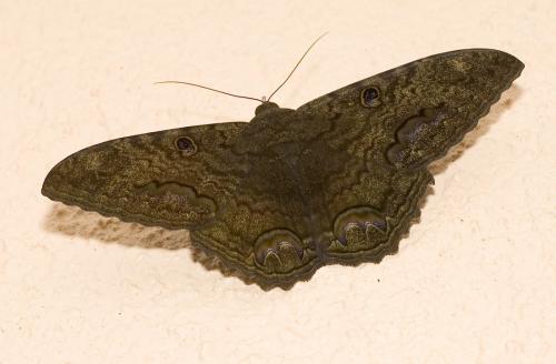 Ascalapha odorata