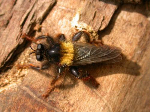 Réf. 17 729 : Laphria ephippium