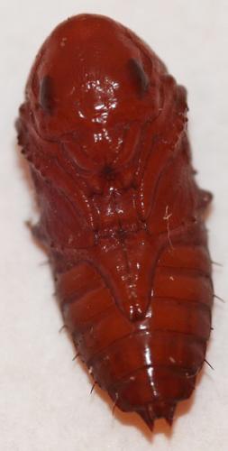 Quedius lateralis