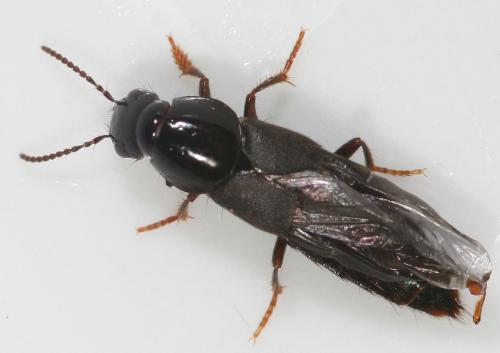 Réf. 17 947 : Quedius lateralis