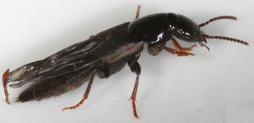 Réf. 17 946 : Quedius lateralis