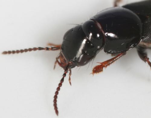 Réf. 17 948 : Quedius lateralis