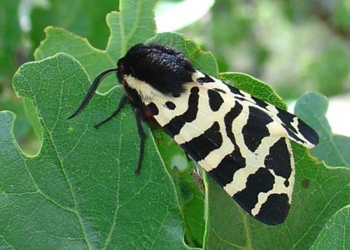 Réf. 17 439 : Atlantarctia tigrina