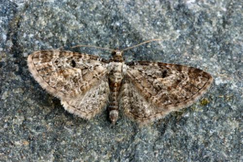 Réf. 17 272 : Eupithecia icterata