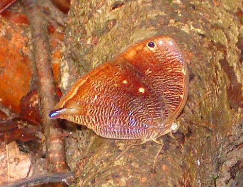 Réf. 17 120 : Bia decaerulea