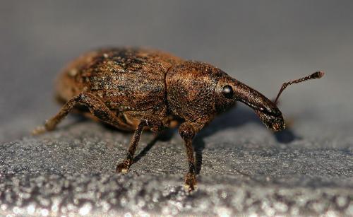 Réf. 17 650 : Lepyrus capucinus
