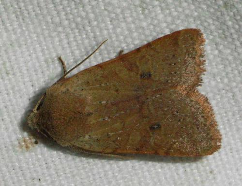 Xanthia ruticilla