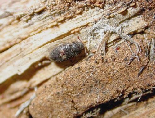 Réf. 17 608 : Biphyllus lunatus