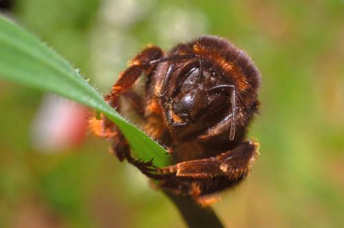 Bombus ruderatus corsicola