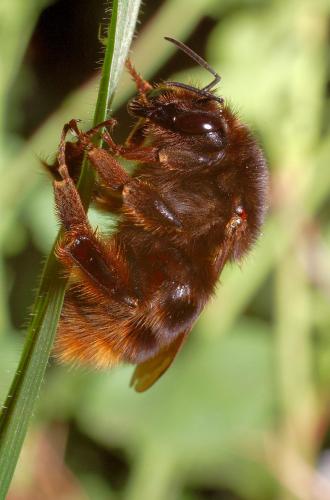 Bombus ruderatus corsicola