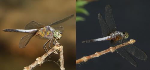 Brachydiplax sp.