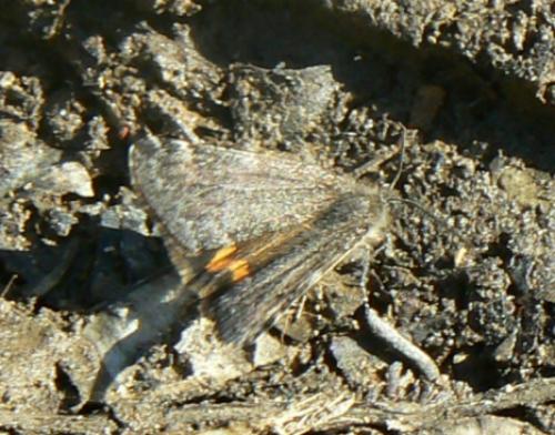 Boudinotiana notha