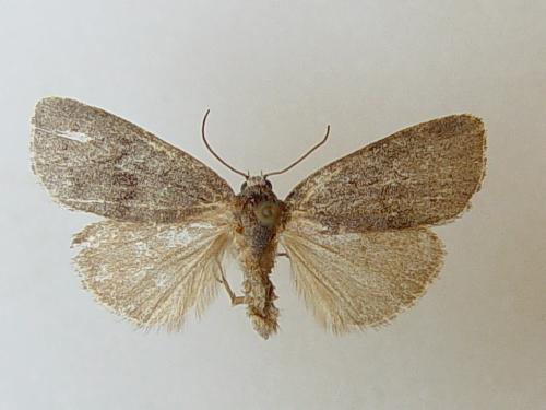 Réf. 17 817 : Bryonycta pineti