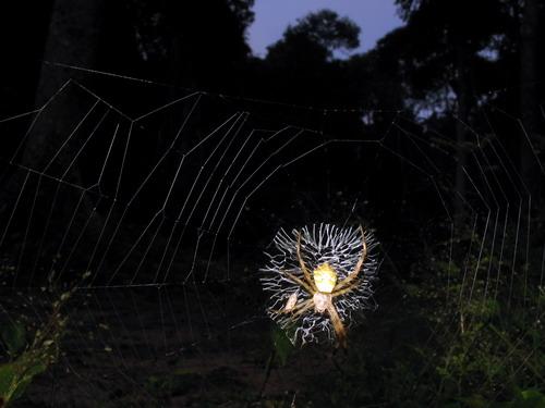 Réf. 17 556 : Argiope levii