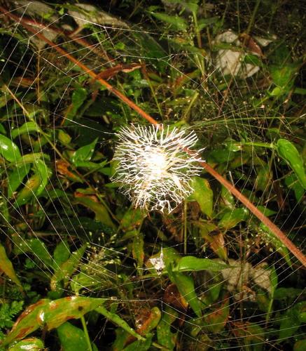 Réf. 17 557 : Argiope levii
