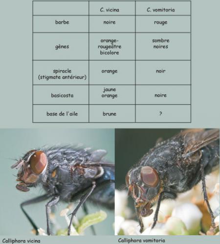 Réf. 17 200 : Calliphora sp.