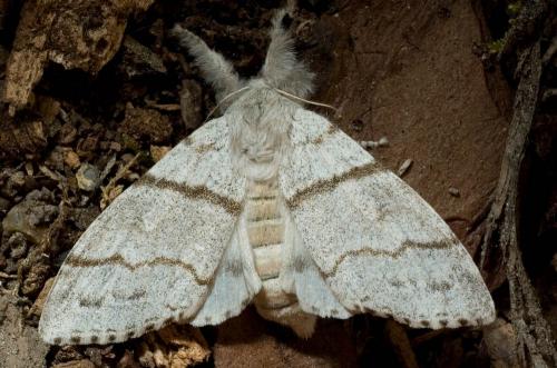 Réf. 17 901 : Calliteara pudibunda
