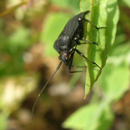Réf. 17 354 : Calocoris nemoralis