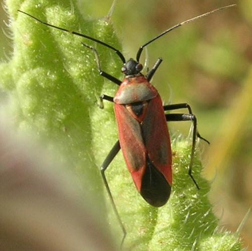 Réf. 17 353 : Calocoris nemoralis