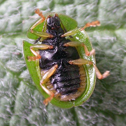Réf. 17 374 : Cassida viridis