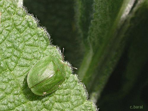 Réf. 17 437 : Cassida viridis