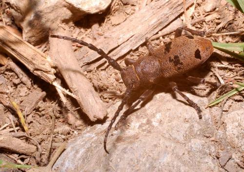 Herophila tristis