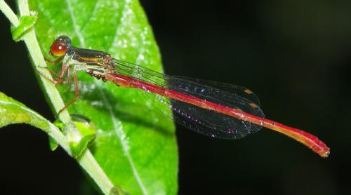 Ceriagrion tenellum