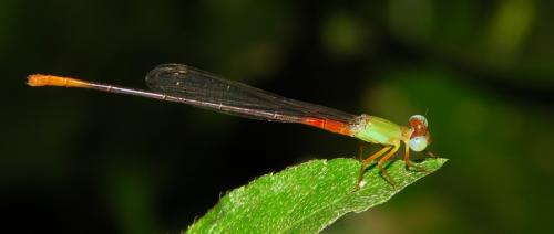 Ceriagrion cerinorubellum