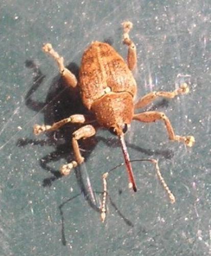 Curculio sp.