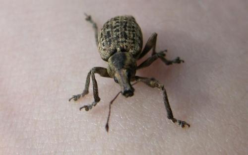 Liophloeus tessulatus