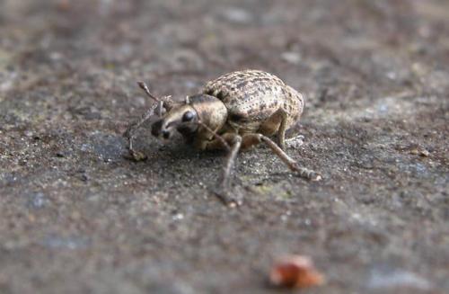 Liophloeus tessulatus