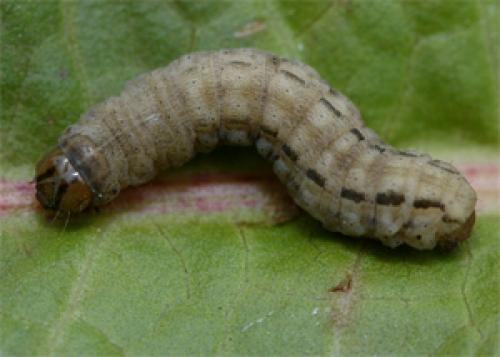 Xestia xanthographa