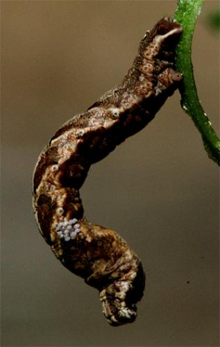 Réf. 17 843 : Timandra comae