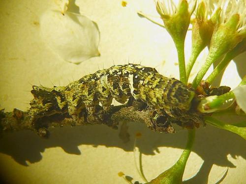 Allophyes oxyacanthae