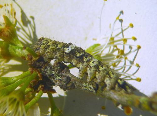 Allophyes oxyacanthae