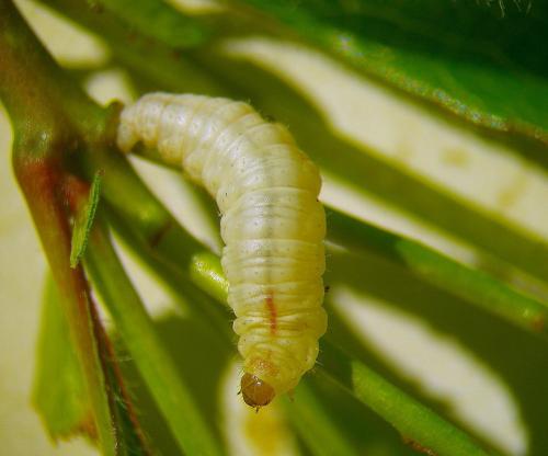 Réf. 17 723 : Pasiphila chloerata