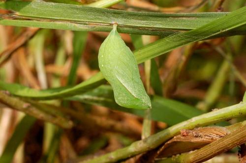 Pararge aegeria