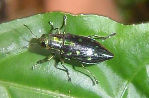 Réf. 17 182 : Halecia octopunctata