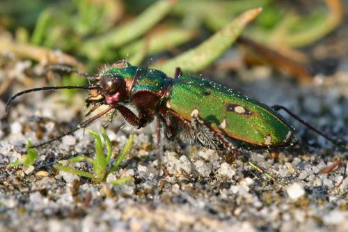 Réf. 17 863 : Cicindela campestris