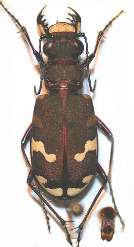 Réf. 17 175 : Cicindela hybrida